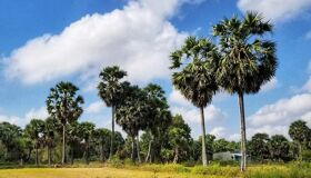 Begin your golden visa day with Vietnam’s tranquil ambiance